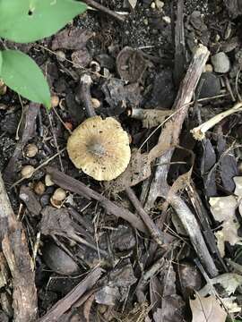 Image of Inocybe margaritispora (Berk.) Sacc. 1887