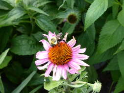 Image of Brown-belted Bumblebee