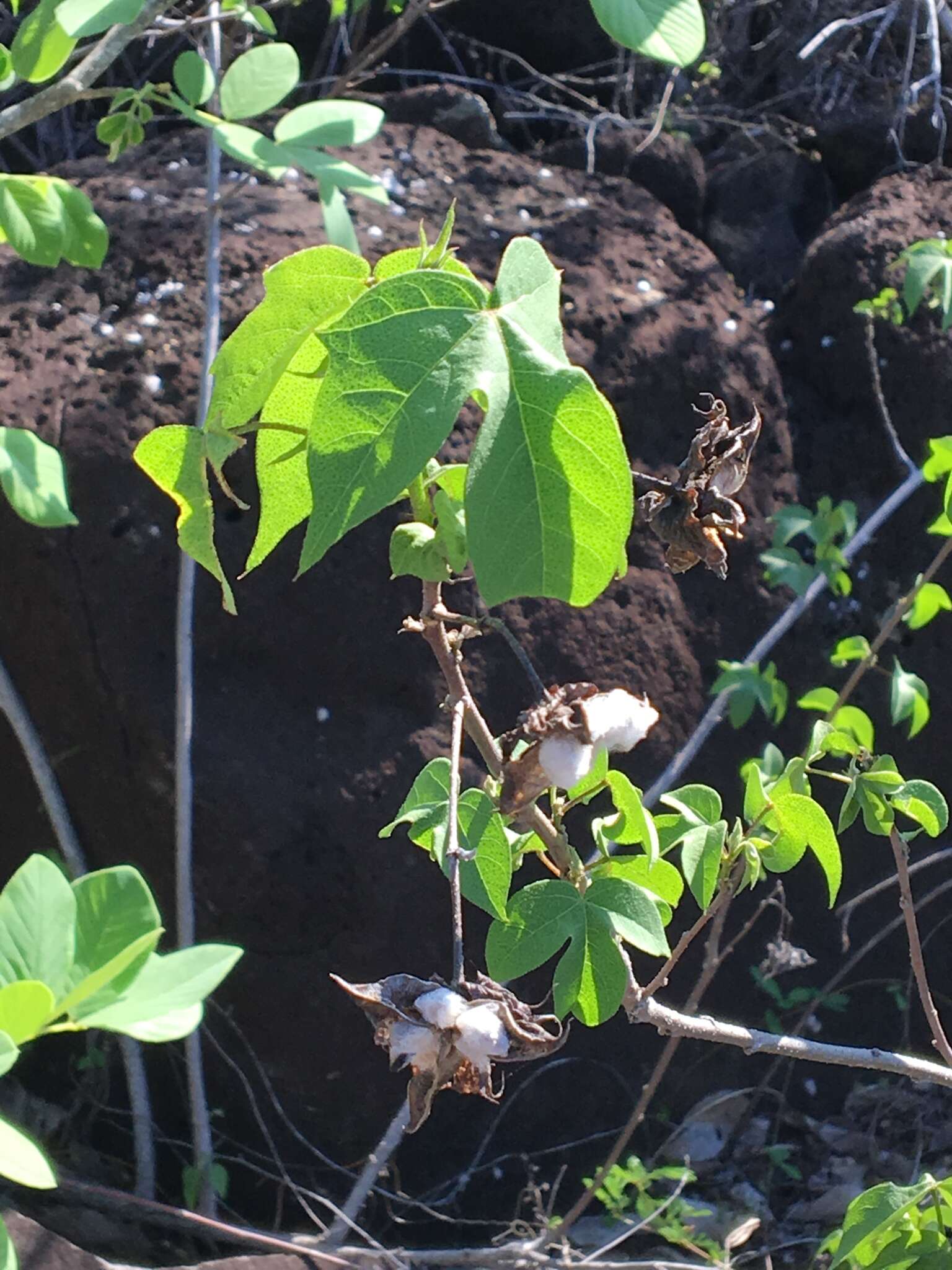 Image of Darwin's Cotton