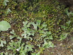 Image of Marchantia emarginata Reinw., Blume & Nees