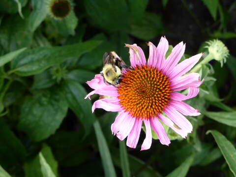 Image of Brown-belted Bumblebee