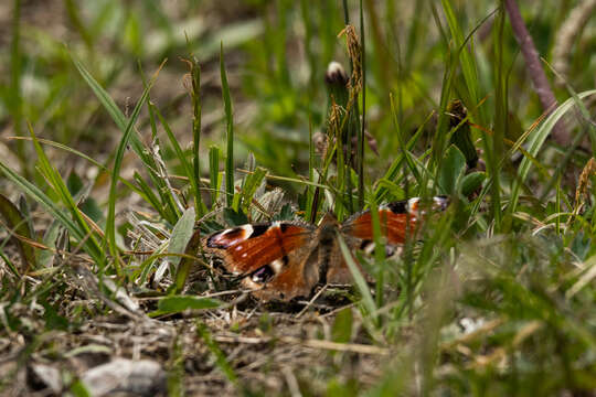 Image of Aglais io geisha (Stichel 1908)