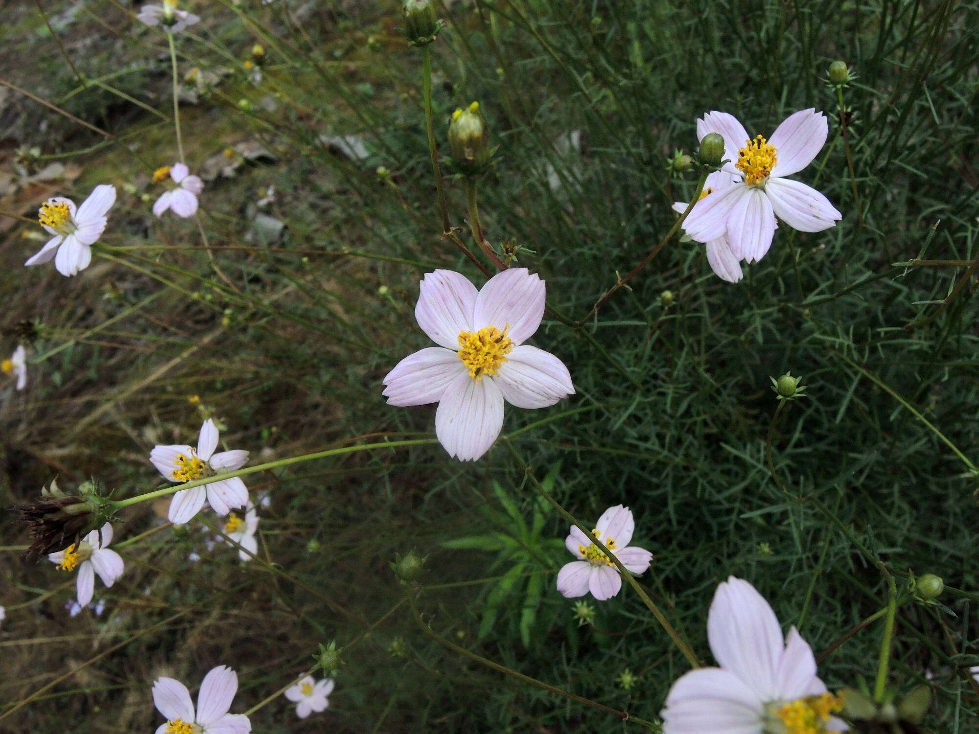 Image of Cosmos landii Sherff