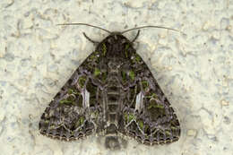 Image of orache moth