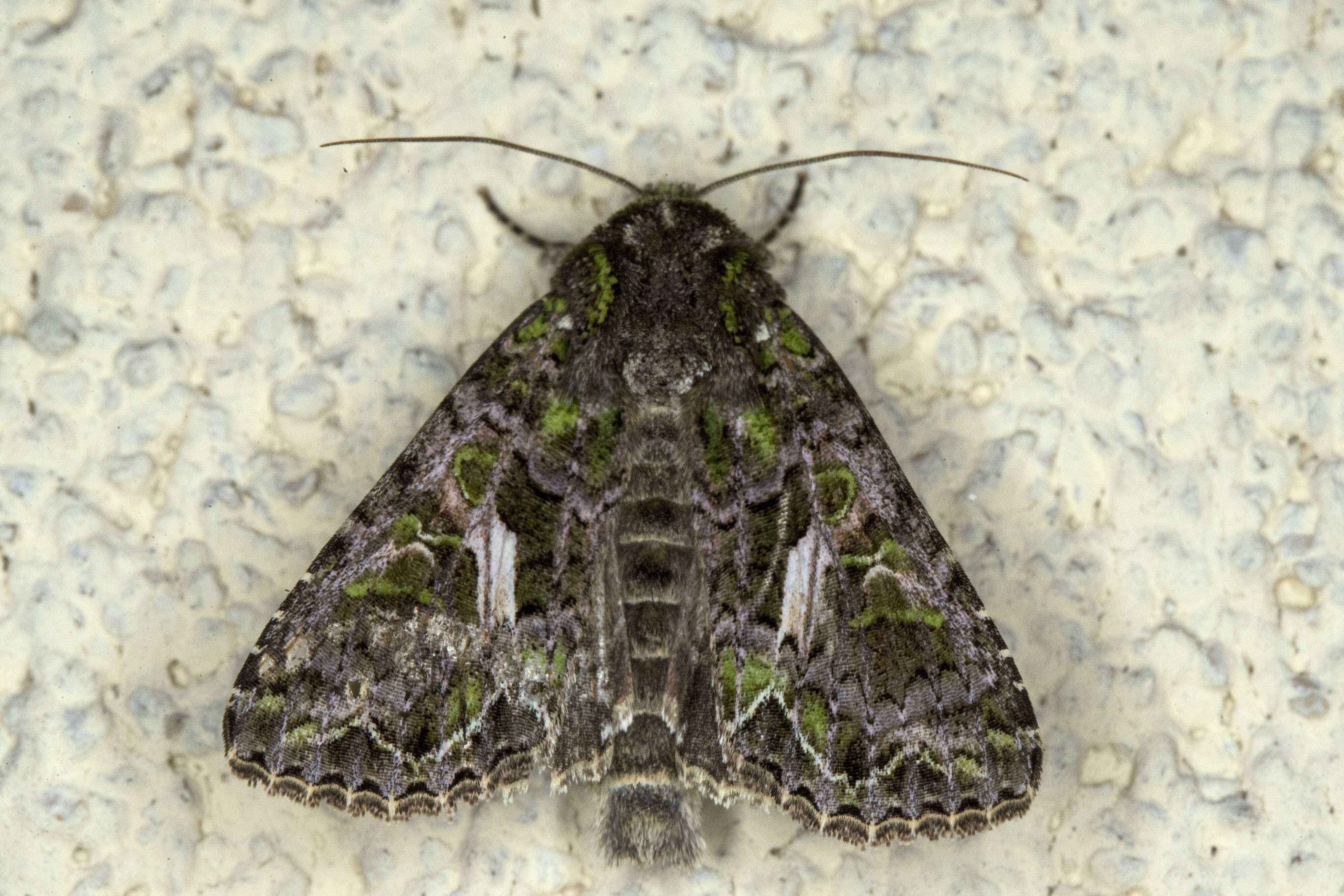 Image of orache moth