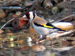 Image of European Goldfinch