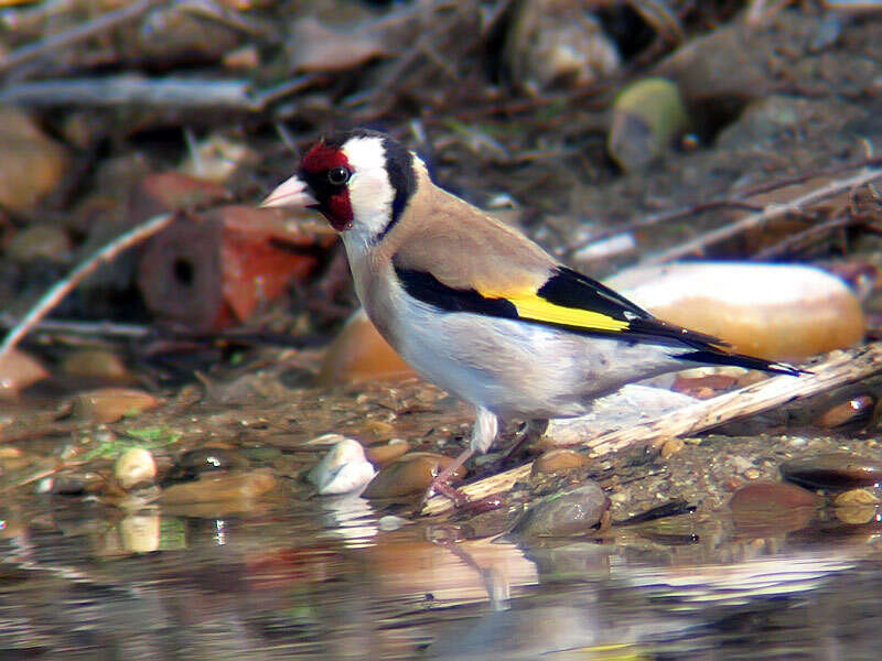 Image of European Goldfinch