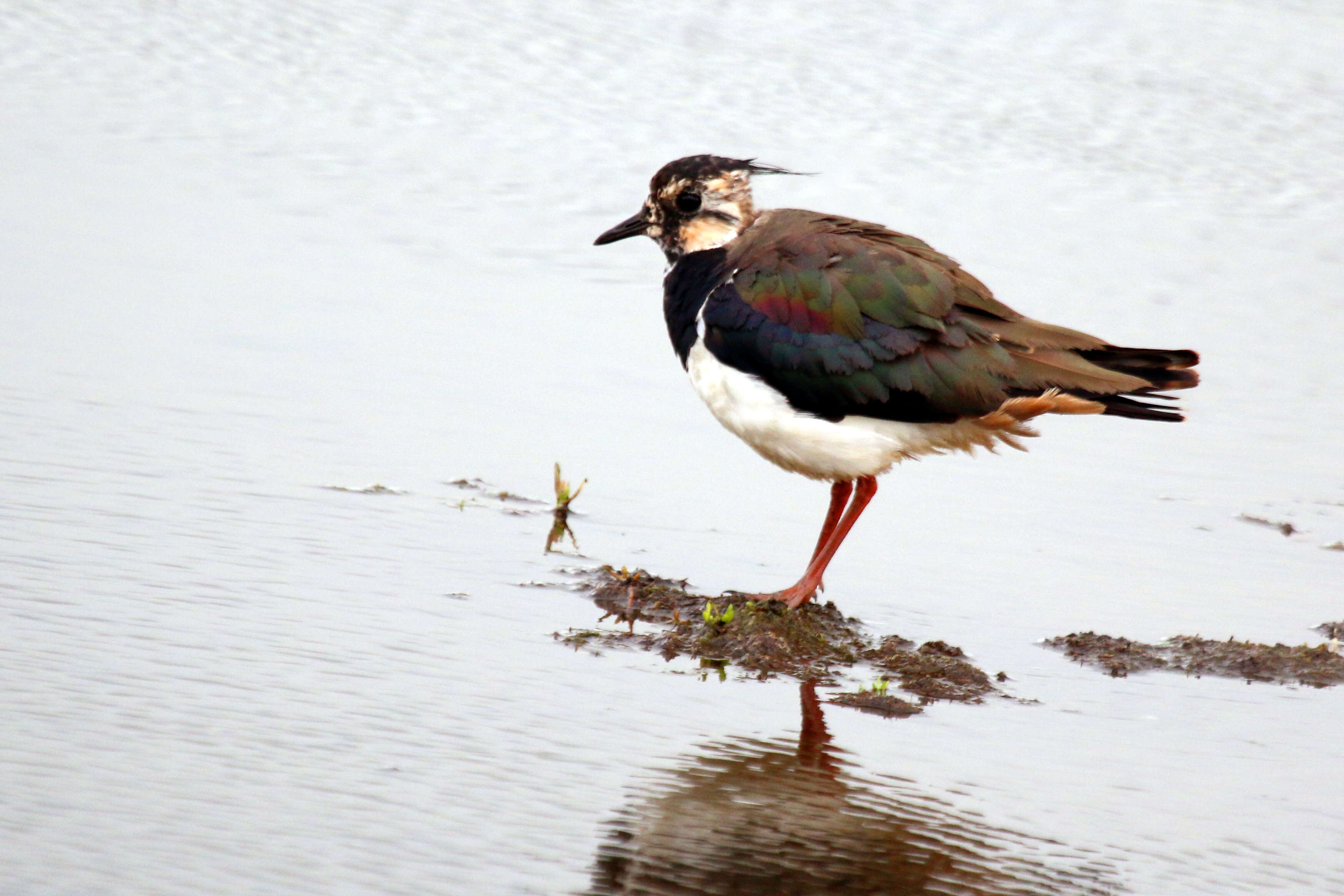 Image of Lapwing