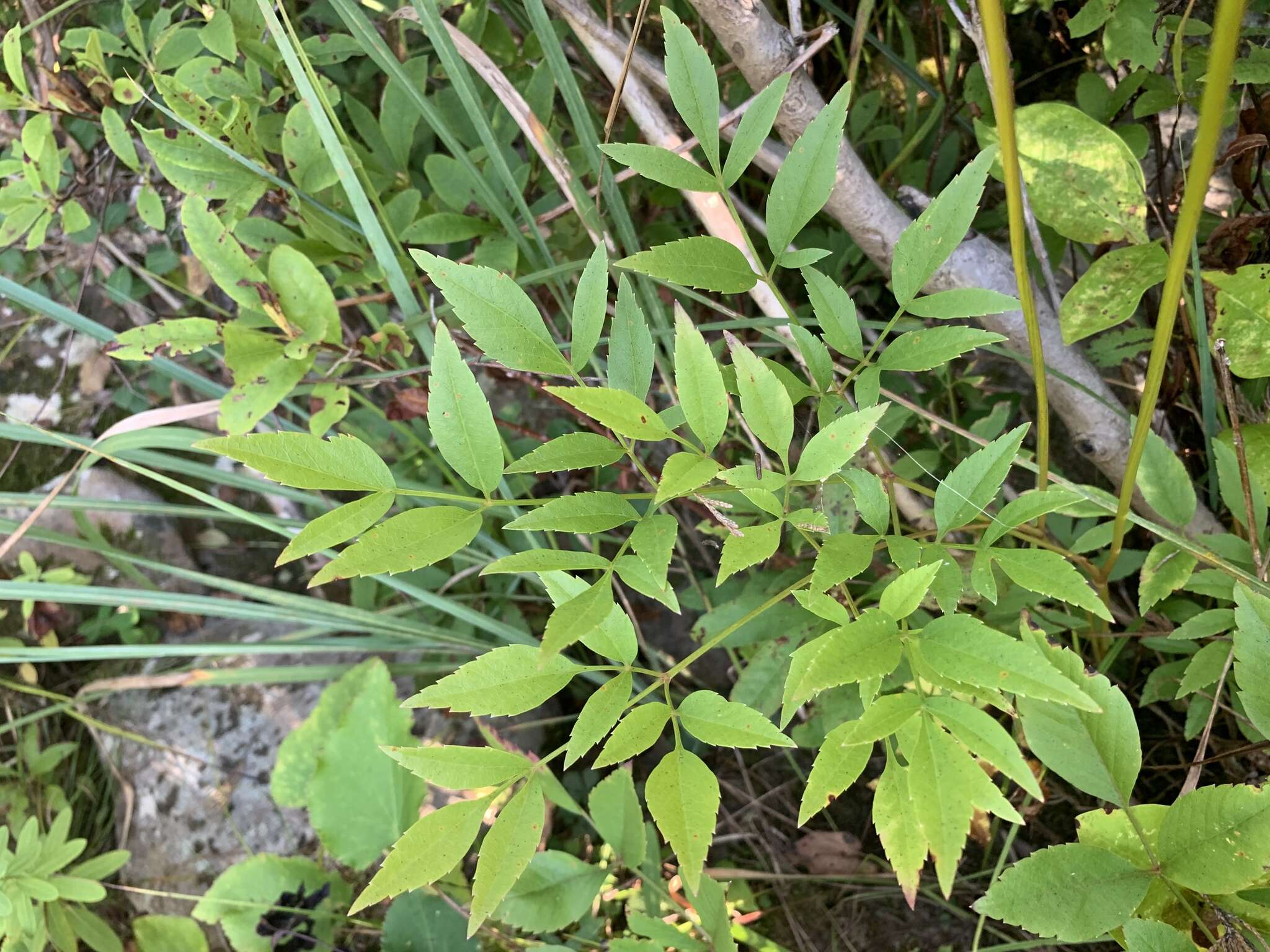 Image of Canadian Wild Lovage