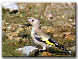 Imagem de Carduelis Brisson 1760