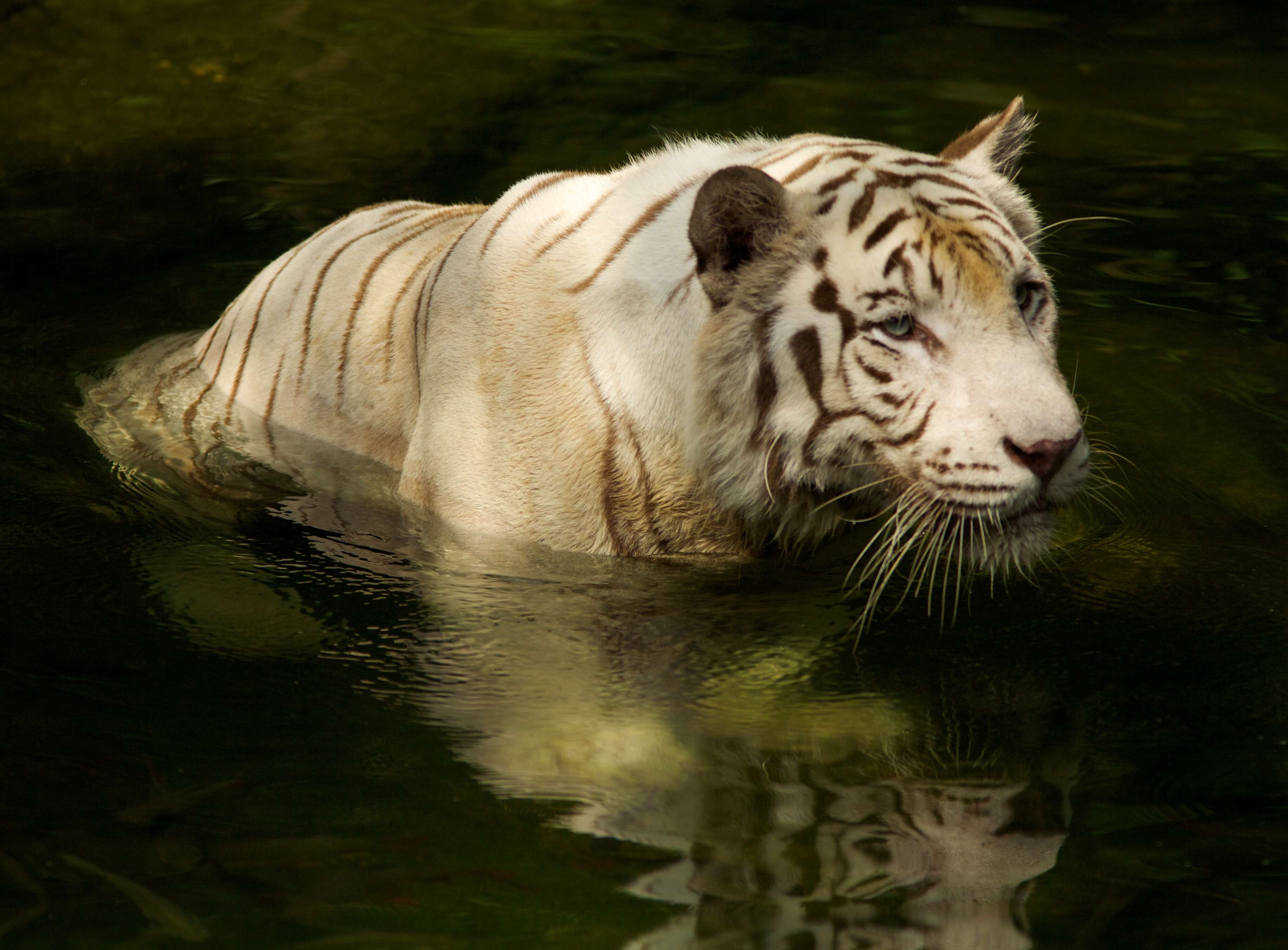 Image of Bengal Tiger