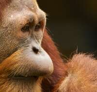 Image de Orang-outan de Sumatra