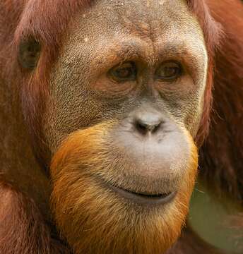 Image of Sumatran orangutan