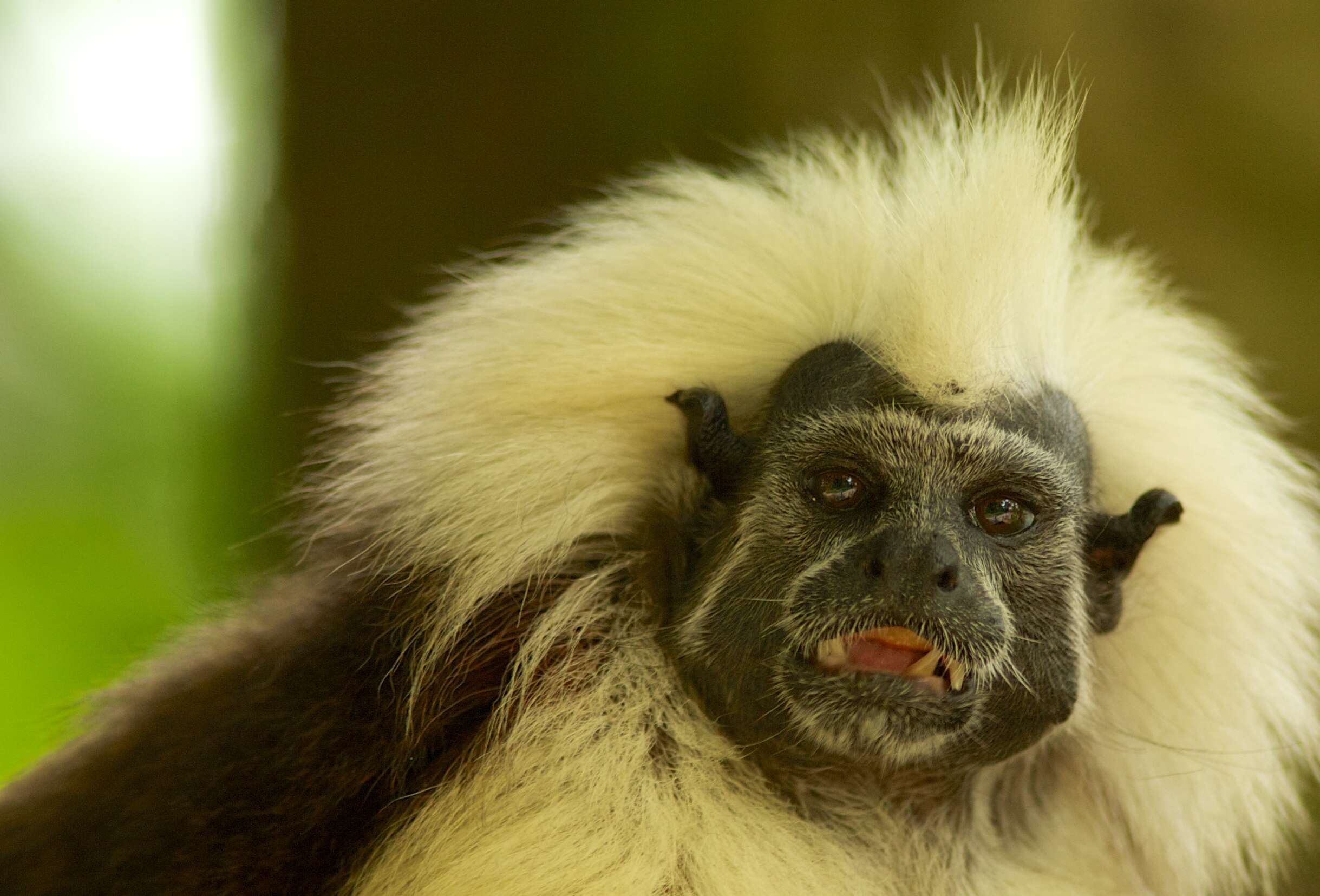 Image of cotton-top tamarin