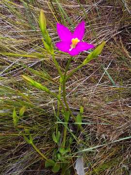 Image of Chironia jasminoides L.