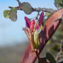 Image of Bauhinia ramosissima Hemsl.