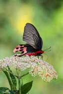 Atrophaneura horishanus (Matsumura 1910)的圖片