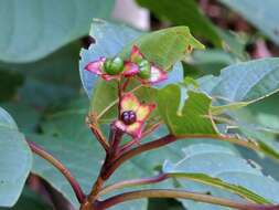 Imagem de Clerodendrum longiflorum var. glabrum Munir