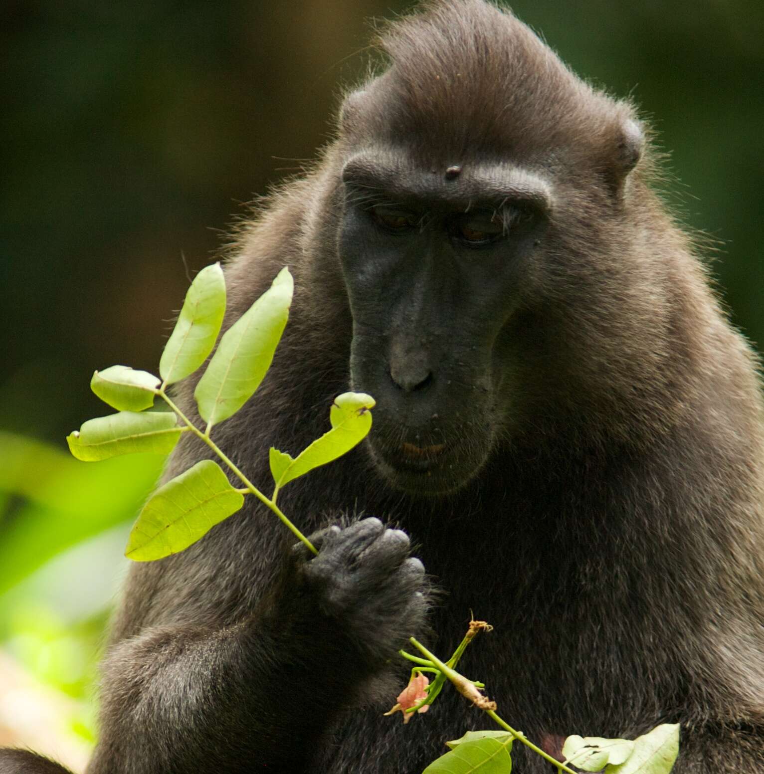 Image of Celebes crested macaque