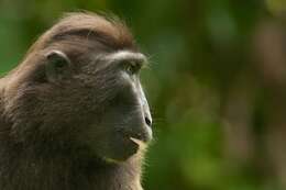 Image of Celebes crested macaque