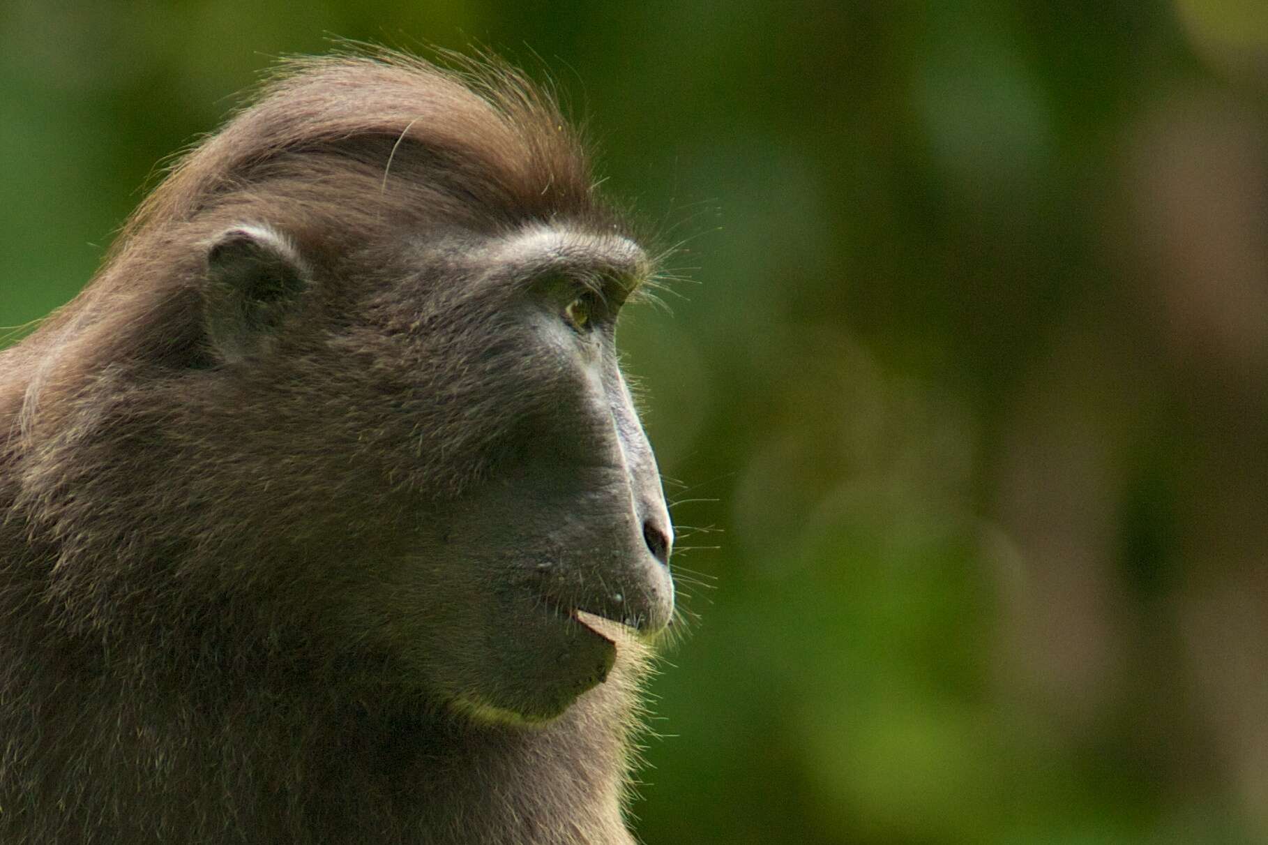 Image of Celebes crested macaque