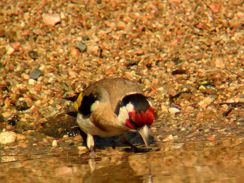 Image of European Goldfinch