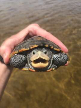 Image of Malaclemys terrapin macrospilota (Hay 1904)