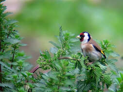 Image of European Goldfinch