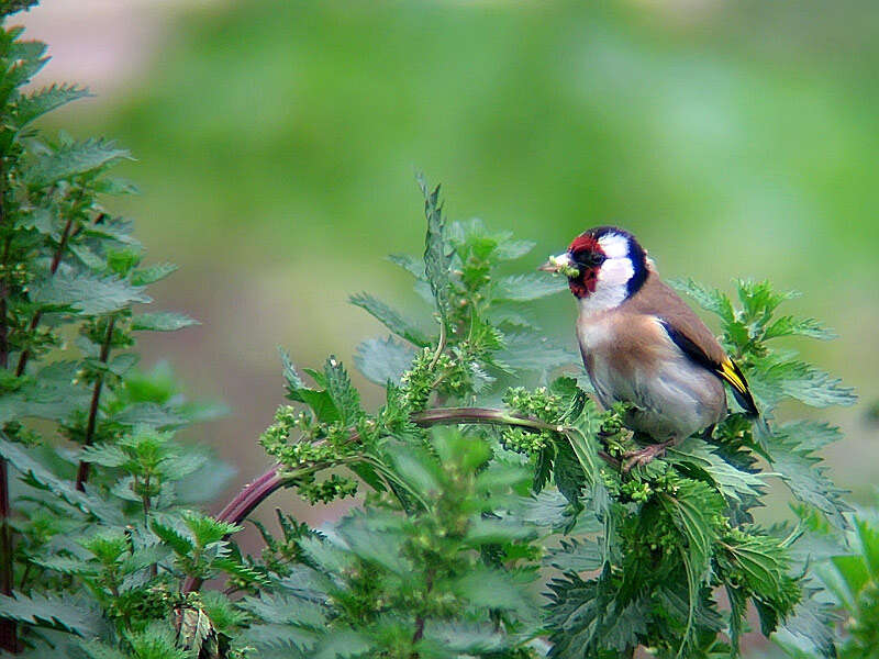 Image of European Goldfinch