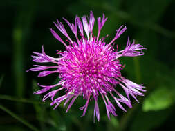 Image of brown knapweed