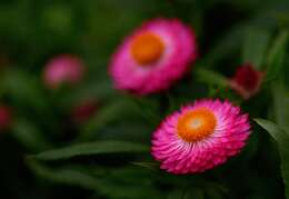 Plancia ëd Xerochrysum bracteatum (Vent.) N. N. Tzvel.