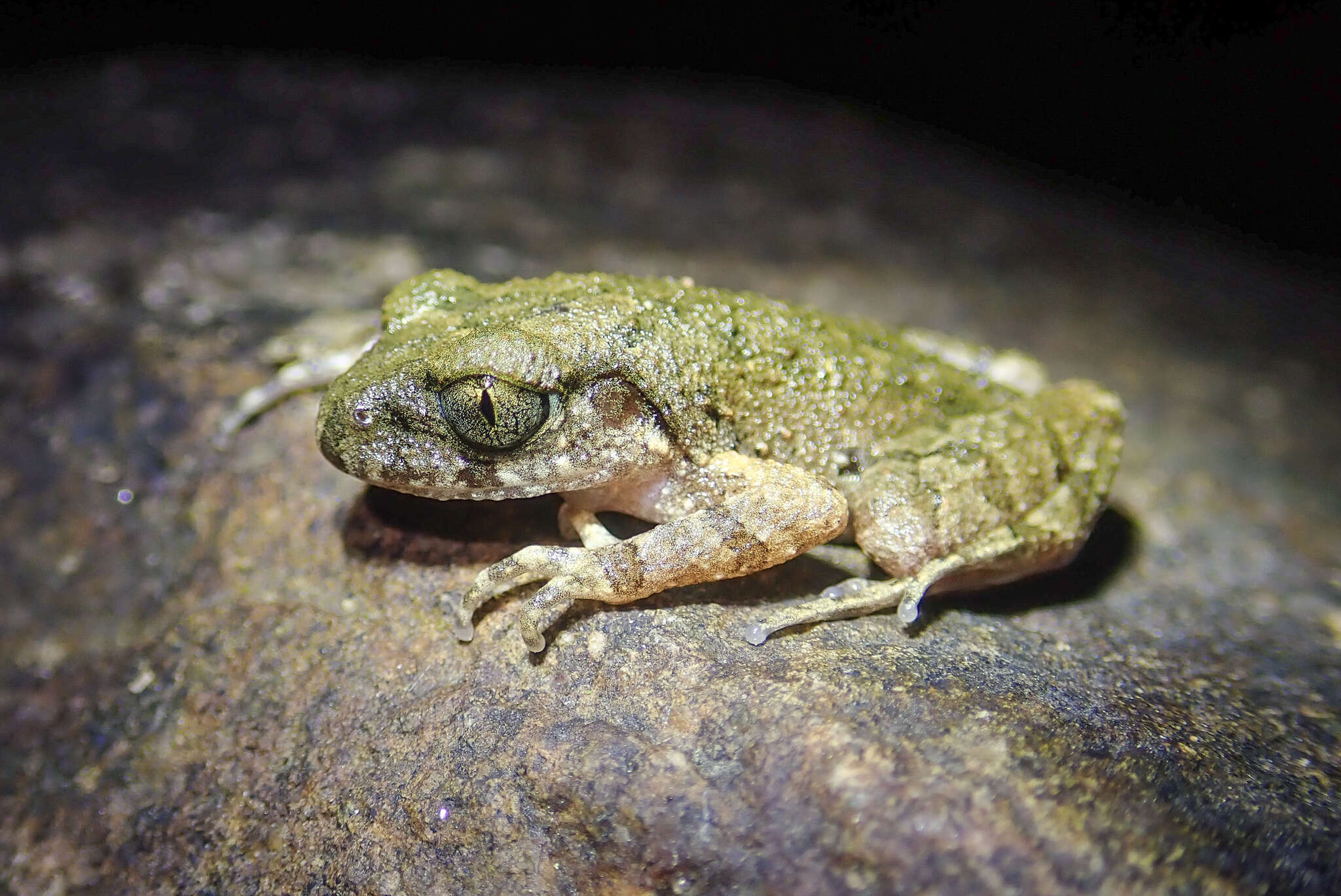 Image of Leptobrachella laui (Sung, Yang & Wang 2014)