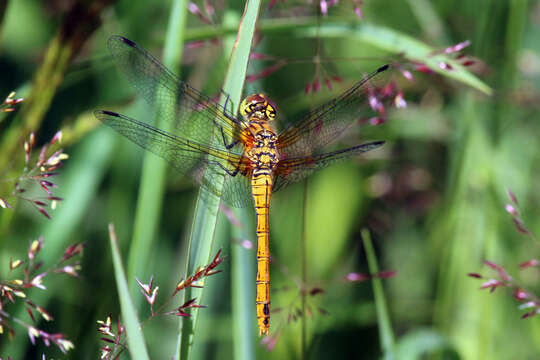 Image of Ruddy Darter