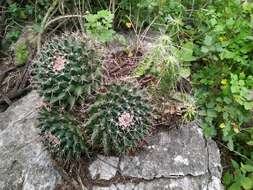 Image of Mammillaria melanocentra Poselg.