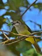 Image of Sulphur-bellied Whistler