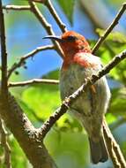 Image of Sulawesi Myzomela