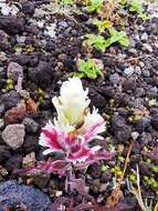 Image of Castilleja pallida subsp. pavlovii (Rebr.) A. & D. Löve