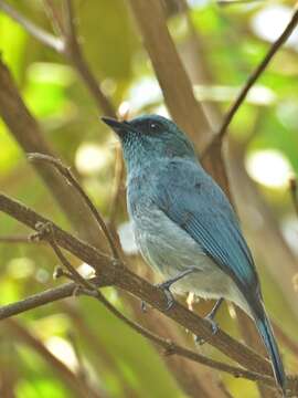 Image of Island Flycatcher