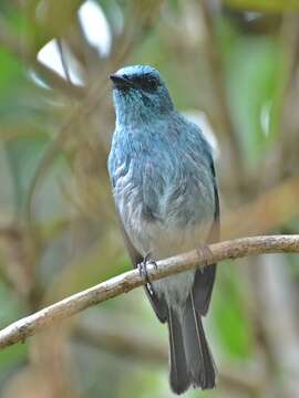 Image of Island Flycatcher