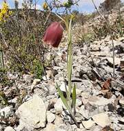 Image of Fritillaria pyrenaica L.