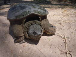 Image of Yucatán Snapping Turtle