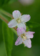 Imagem de Epilobium tetragonum L.