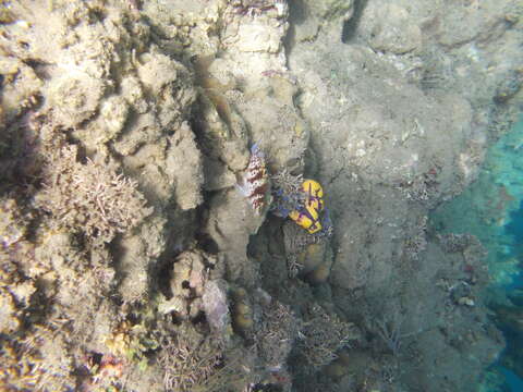 Image of Coral Hawkfish