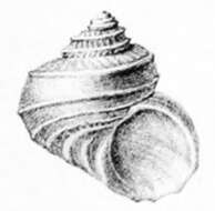 Image of Monilea chiliarches Melvill 1910