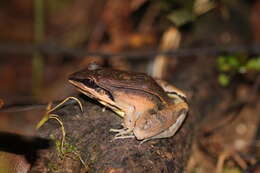 Plancia ëd Leptodactylus didymus Heyer, García-Lopez & Cardoso 1996