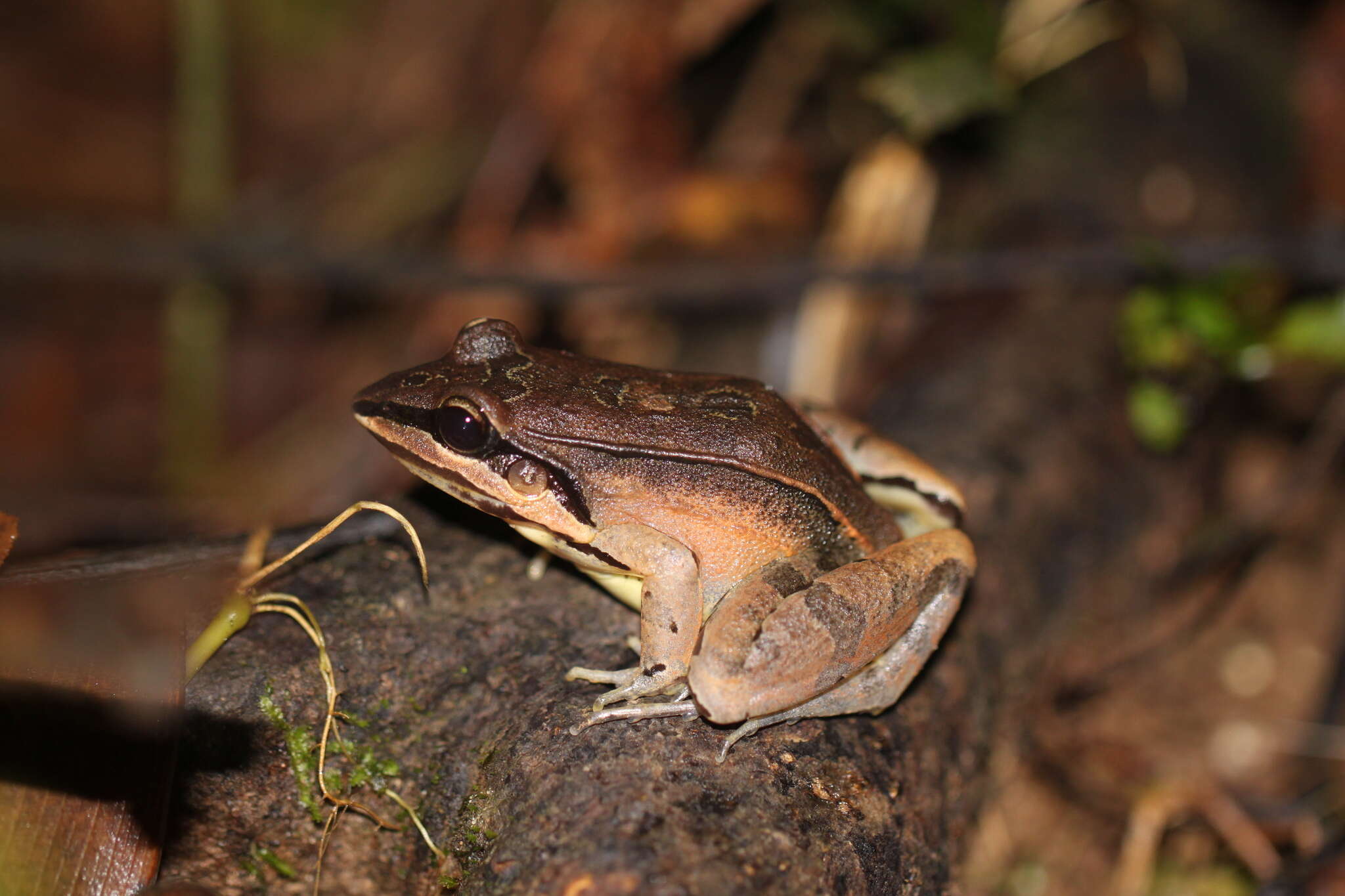 Image de Leptodactylus didymus Heyer, García-Lopez & Cardoso 1996