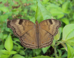 Image of chocolate pansy