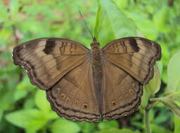 Image of chocolate pansy