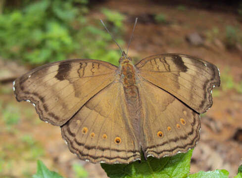 Image of chocolate pansy