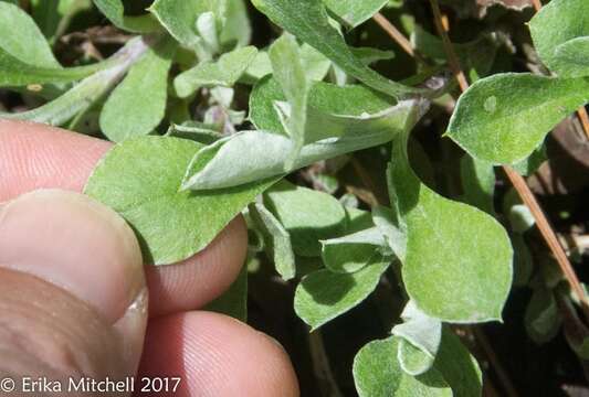 Imagem de Antennaria neglecta Greene